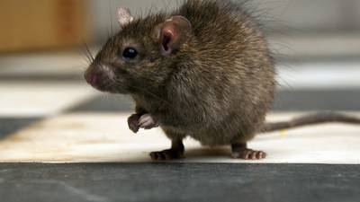 New Zealand vows to wipe out rats, other invasive predators