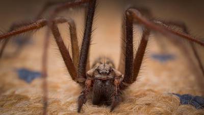 Spiders in your house? Relax, they’re just looking for love
