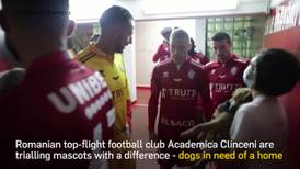 Romanian top-flight football team looks to score new homes for stray dogs