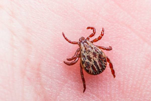 Almost 100 people suffer life-changing conditions from Lyme disease