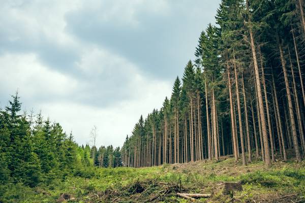 Q&A: Why is there a controversy over forestry legislation?