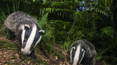 Convictions for wildlife crime include badger digging, disturbance of bats and hare lurching