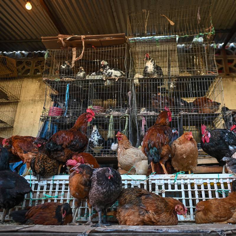 Bird flu: Man dies in Mexico after contracting strain not confirmed in humans before, says WHO