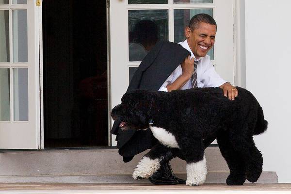 ‘A loyal companion’: Obama’s White House dog Bo dies