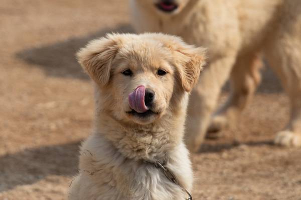 South Korean president hints at dog meat ban amid animal rights debate