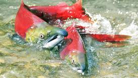 Helping Canada’s sockeye salmon find their way home again after 50 years
