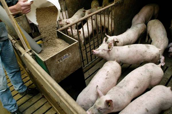 Pig farmers warned virus could wipe out entire Irish stock