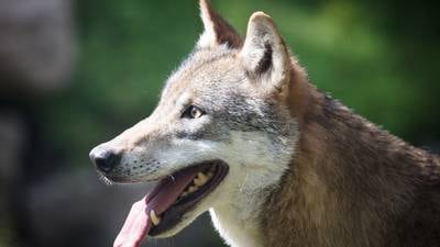 Should wolves be reintroduced to Ireland? We asked Irish wolf experts what they think