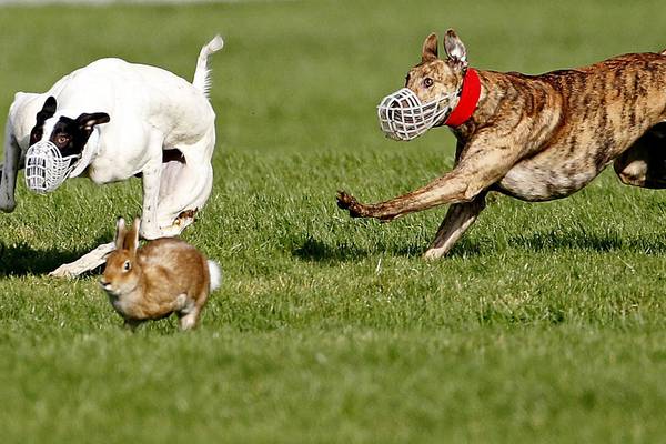 Rural Fine Gael TDs confront Madigan over hare coursing ban