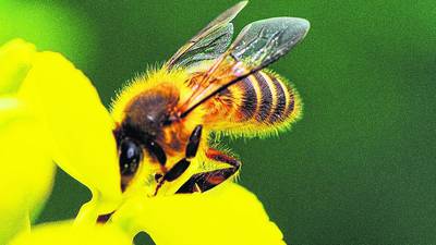 Ireland’s reserve of honeybees could be greatest in world