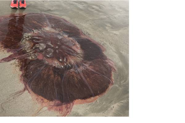 Watch out for the lion’s mane jellyfish on our coasts this summer
