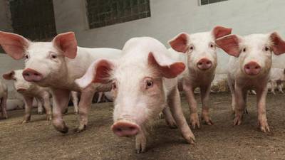 Cork farmer allowed pigs eat each other alive