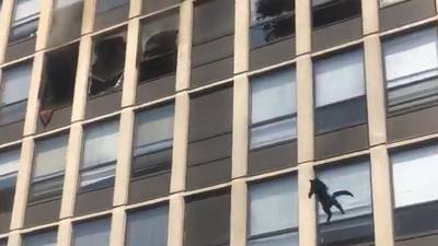 Cat jumps from fifth floor of burning Chicago building