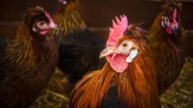 Early-morning outbreak of fire kills 16,000 chickens
