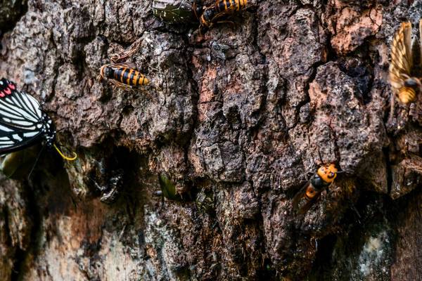 Murder hornets: nest of 1,500 destroyed in US