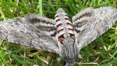 What’s this creature that arrived in from the clothesline? Readers’ nature queries