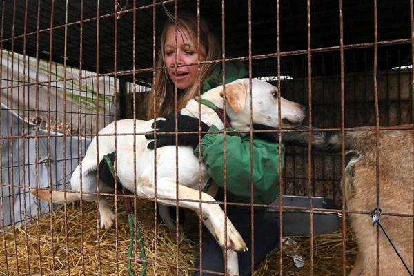 South Korea mulls changes to take dogs off list of livestock