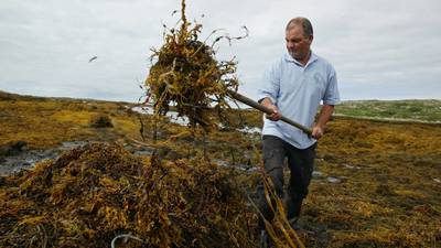 Sea change in the west: deal divides seaweed harvesters