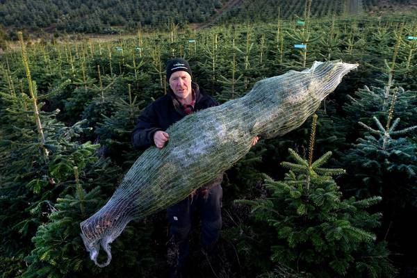 A cut above the rest – harvest your own Christmas tree