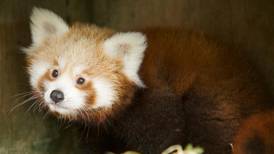 Fota Wildlife Park celebrates naming of new baby Red Panda