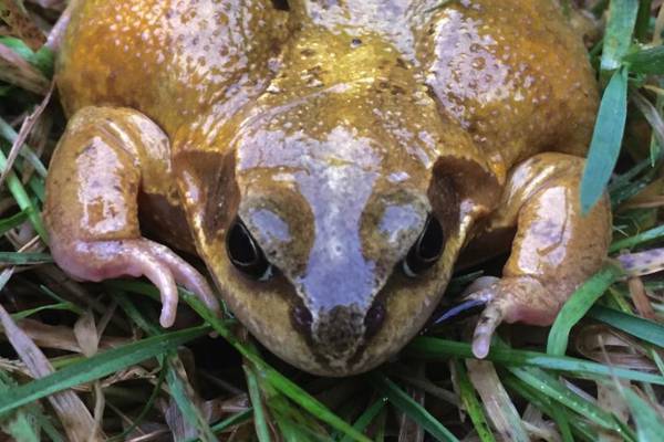 Is the frog in my photo about to spawn? Readers’ nature queries