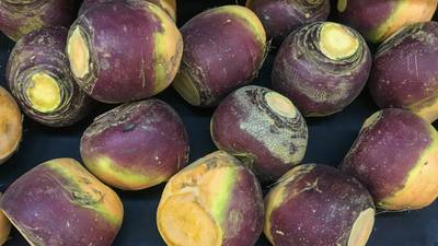 You say swede, we say turnip ... let’s call it rutabaga