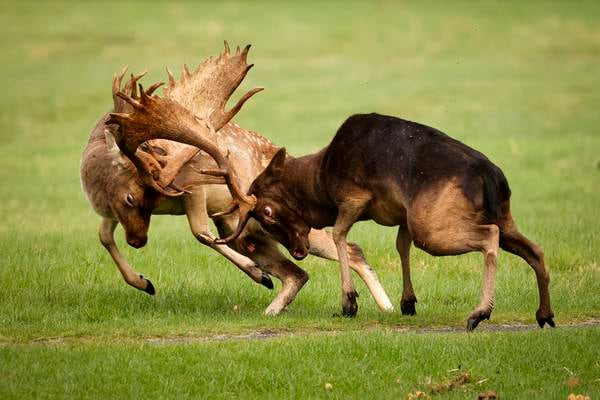 Phoenix Park deers’ behaviour ‘altered by people feeding them chocolate and crisps’