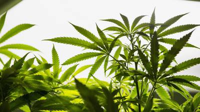 Man found asleep among cannabis plants appeals sentence
