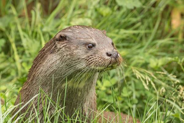 Nearly 200 signs of otter activity recorded across Dublin’s rivers