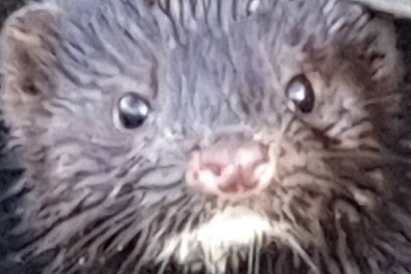 Was this a juvenile otter I spotted beside the Liffey? Readers’ nature queries