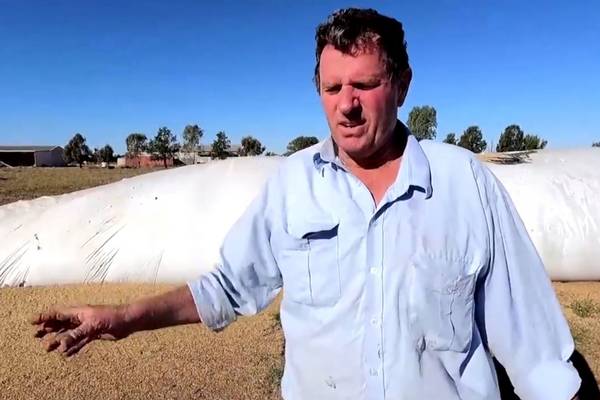 Mouse plague hits Australian farmers as heavy rains follow drought