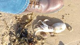 What makes this washed-up octopus lesser?