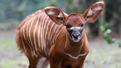 Critically endangered bongo calf born at Dublin Zoo