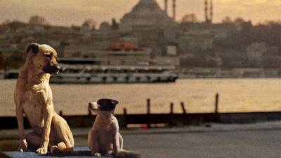 A dog’s-eye view of life on the streets of Istanbul