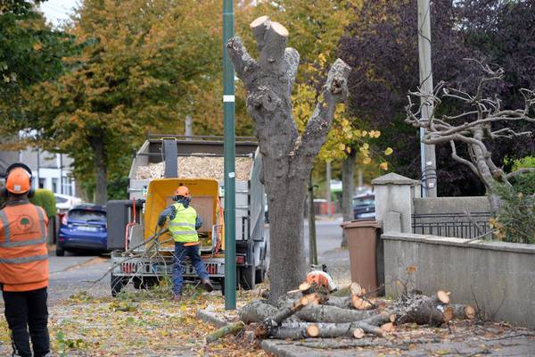 Six 90-year old trees cut down on north Dublin street
