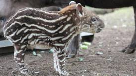 Baby tapir at Fota Wildlife Park is calling out for a name