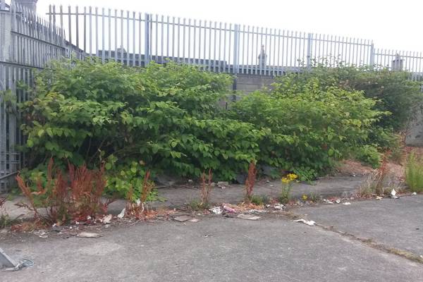 Aggressive, destructive and invasive plant spreading to homes in Dublin neighbourhood