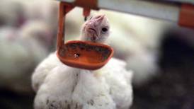 Chicken farmers urge Irish supermarkets to stock only Irish poultry