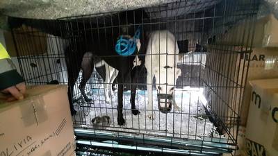 A dozen greyhounds found in cramped cages at Dublin Port