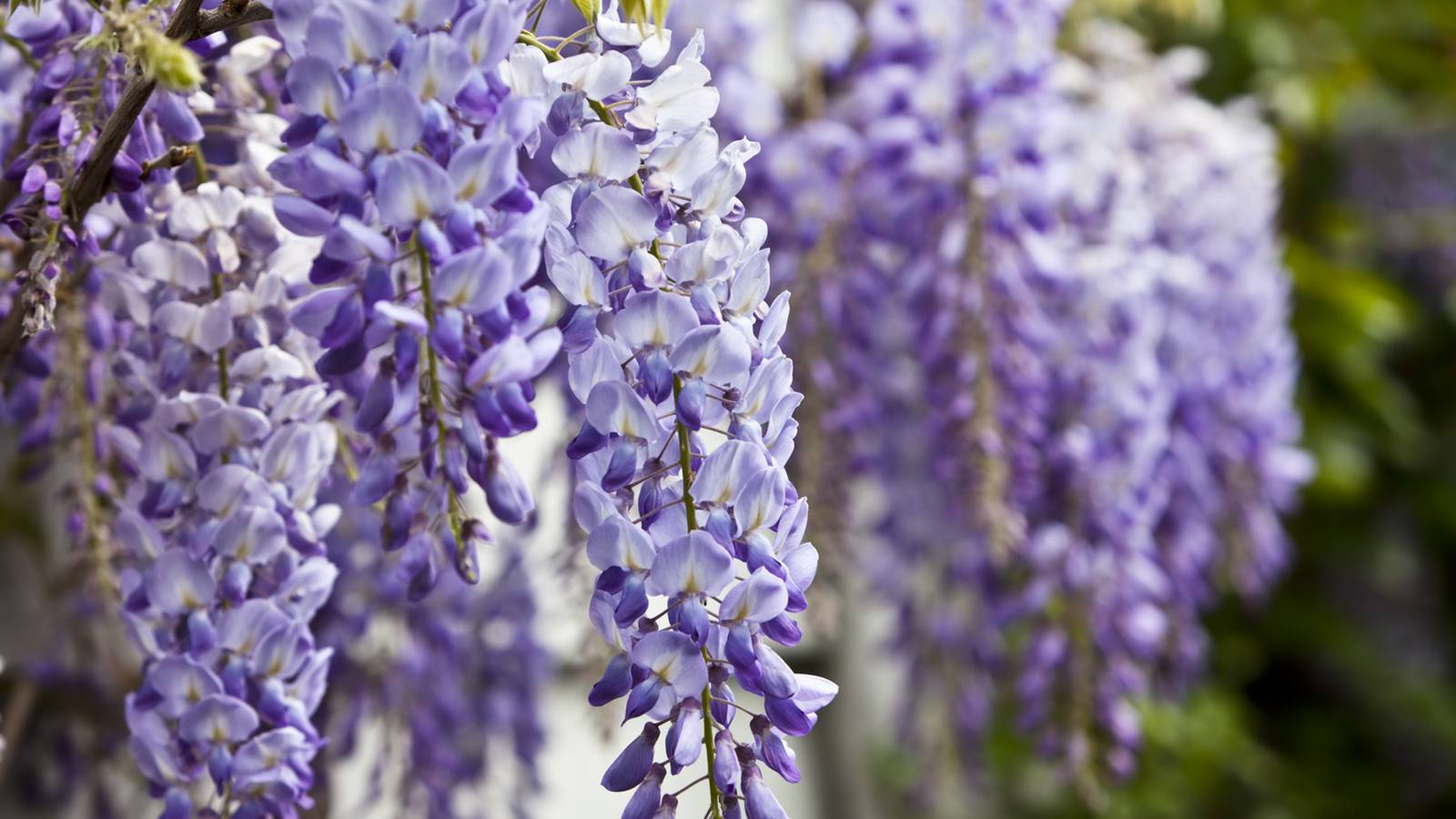 Everything you’ve ever wanted to know about growing wisteria – The ...