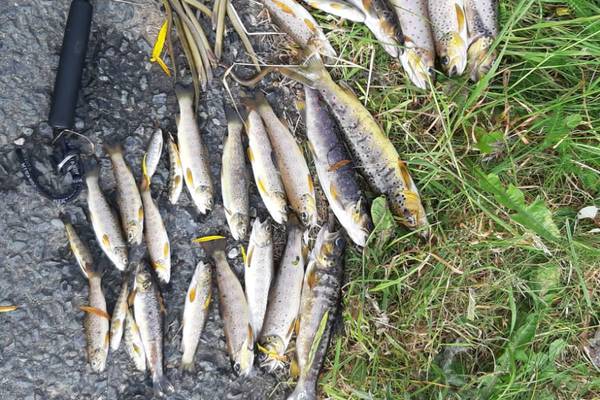 Uisce Éireann criticised by Eamon Ryan for ‘avoidable’ chemical spill that caused Cork fish kill