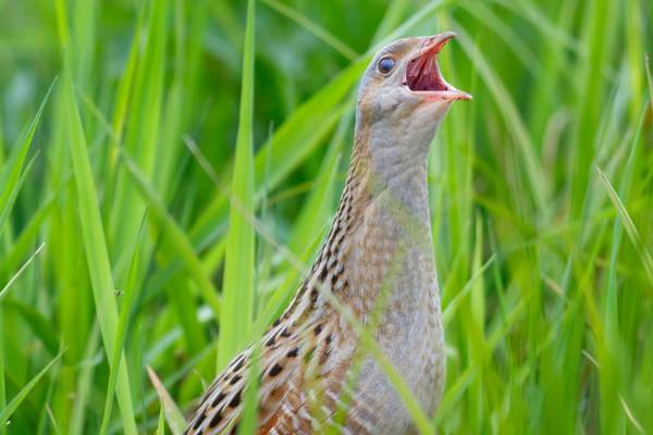 How Ireland's elusive corncrake has come back from the brink of extinction