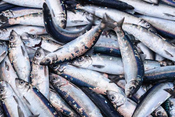 EU audit reveals ‘manipulation’ of fish catch weights in Ireland