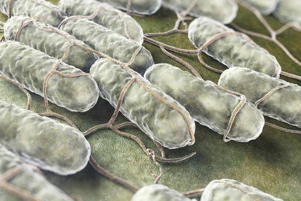 Salmonella cases in 2017 reach highest number in almost 10 years