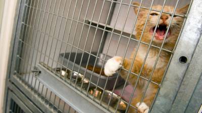 Net Results: Web is not a pet project for animal groups but a lifesaver