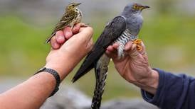 Cuckoo tagging project could solve one of Ireland’s ‘most intriguing natural mysteries’