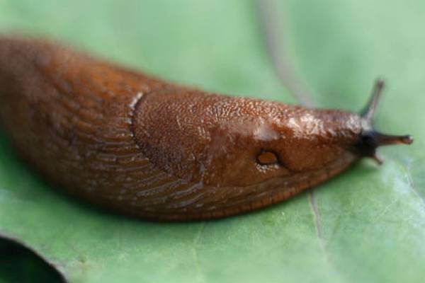 Our cool, rainy climate is heaven for sexed-up slugs