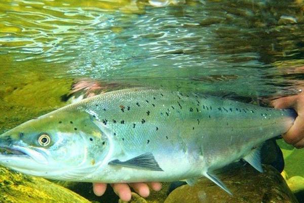 Angling Notes: Welsh move to protect salmon and sea trout stocks