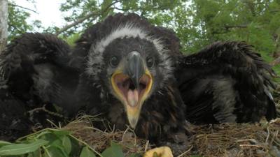 White-tailed eagle chicks hatch in five nests