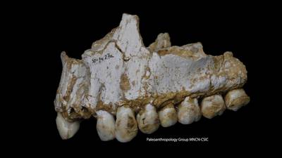 Neanderthal dining preferences discovered by scientists
